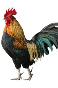 Beware Of Chicken — Book Cover